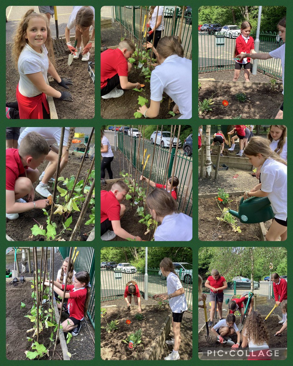 .<a href="/PengamPrimary/">Pengam Primary</a> We have been busy in Y5, weeding, digging, planting and sowing as part of our science topic on flowering plants. We can’t wait to track the progress and eventually taste the produce! Diolch Mrs Harris for your expertise and to Zoe for donating some of the plants.