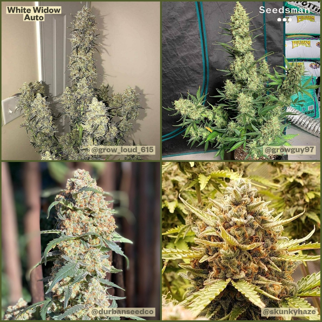 White Widow Auto grown by 4 great growers... Which one do you like the most? 👇 

#automay | 🔗 bit.ly/41w28mT