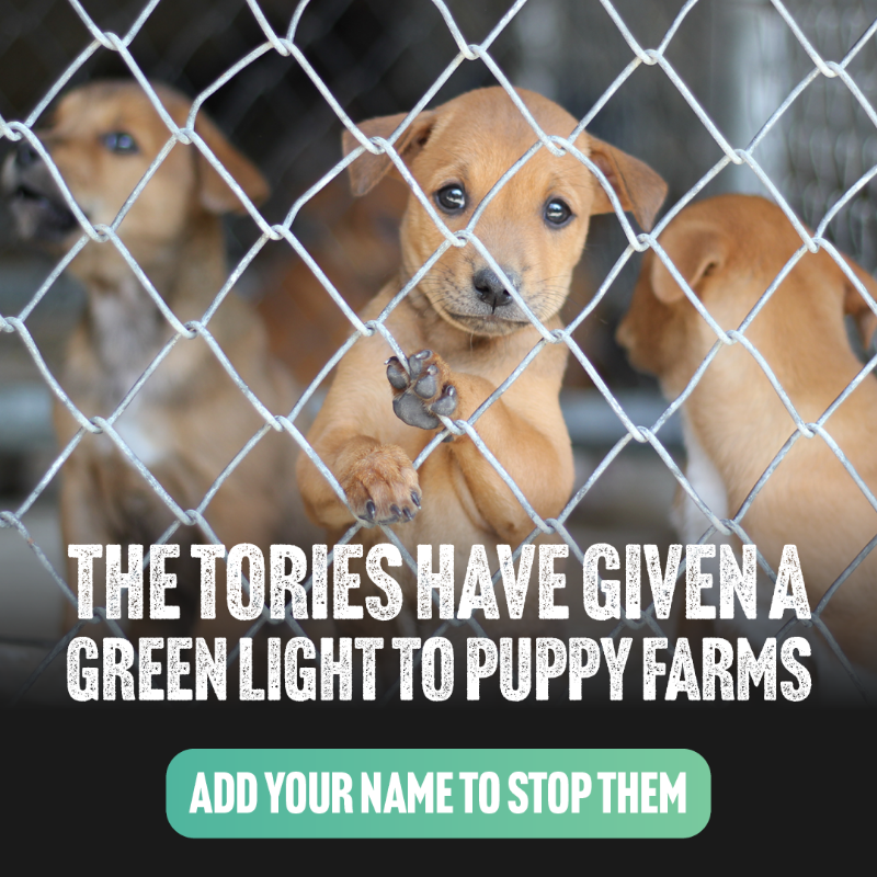 UKLabour's tweet photo. The Tories promised new laws to crack down on illegal puppy farms and animal smuggling. 

Now they’ve ditched them.
 
Tell the Tories to stop illegal puppy farming. Add your name today.