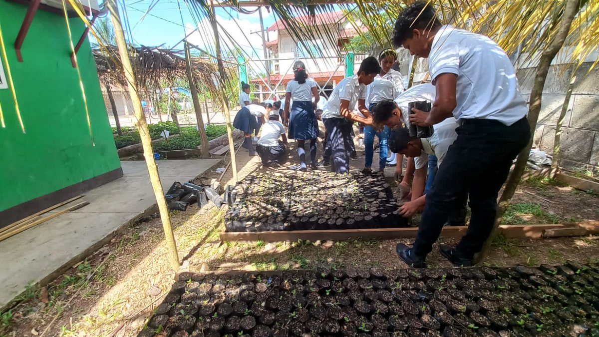 MarenaNicaragua's tweet image. En el marco de la campaña nacional “Verde, que te quiero Verde”, la Delegación Territorial del #MARENA en Bilwi, realizamos llenado de 1,300 bolsas de polietileno con los estudiantes de secundaria #INOS, en el municipio de Waspam, Caribe Norte.

#VerdeQueTeQuieroVerde