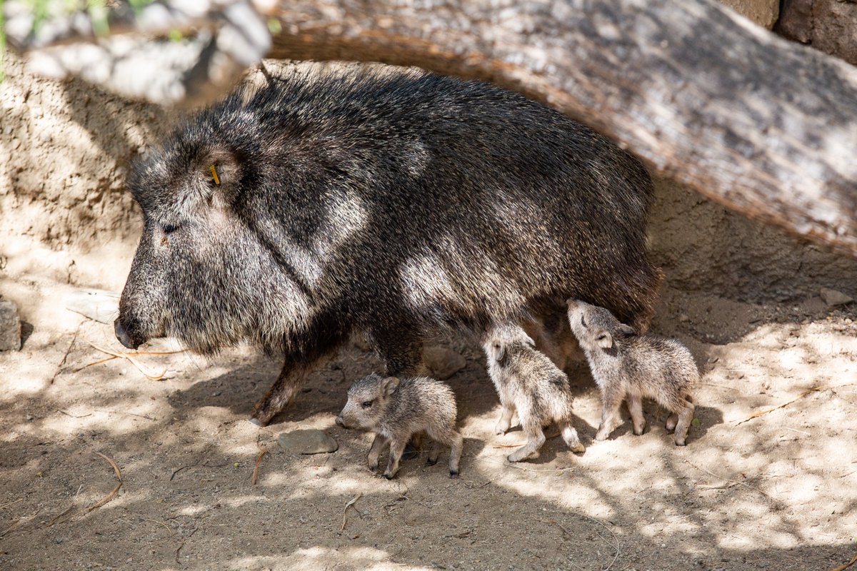 You haven't seen the newest peccary babies? Oh nose! 🐽 Let us help with that...

#TheLivingDesert #ZooBabies #ZooBorns