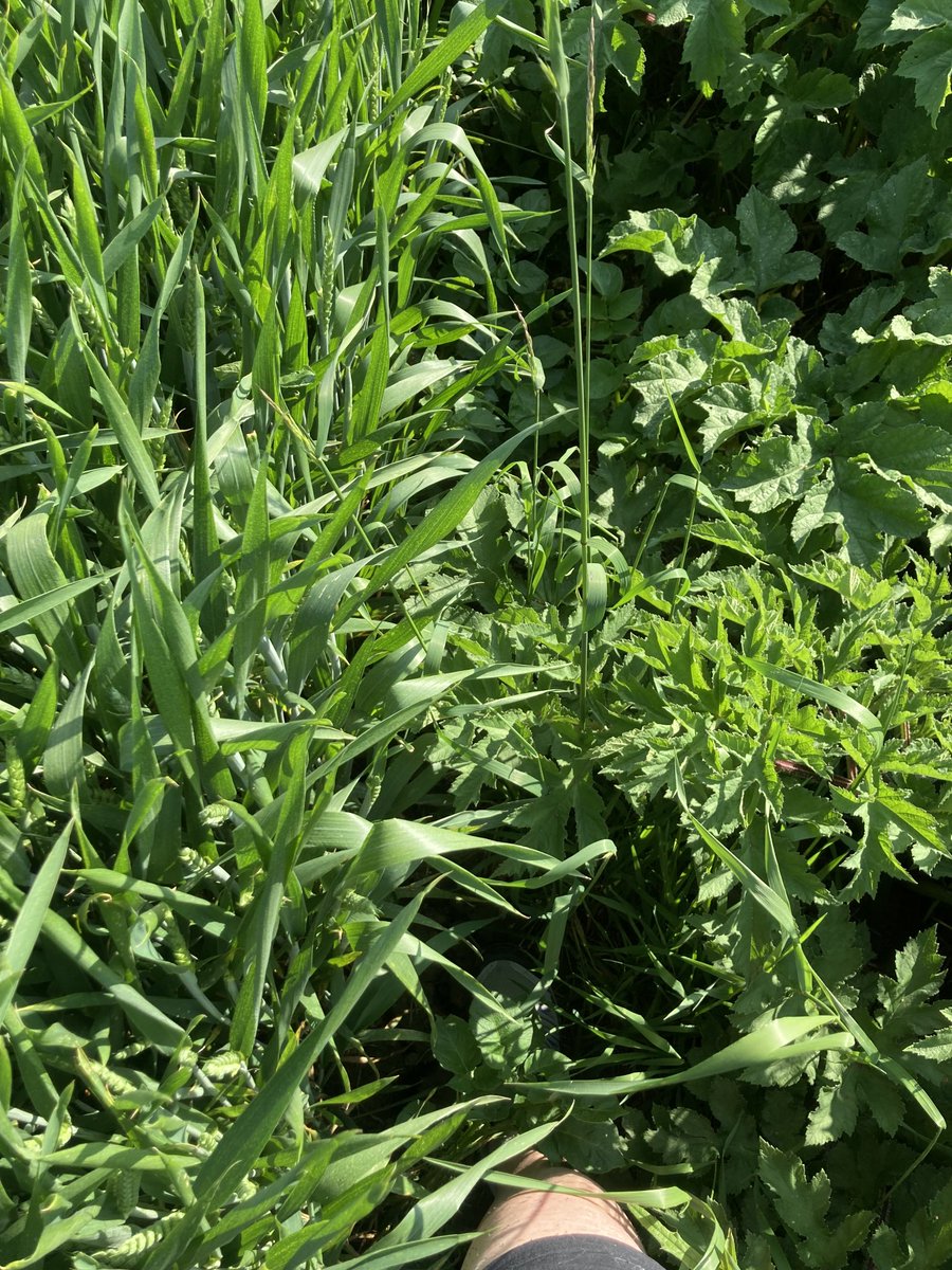Het begon zo goed. Van het rechte pad naar nergens, zo de sloot in #Ooijpolder #4daagse