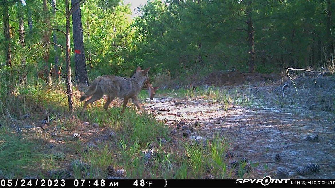 This is why we hunt coyotes. 
.
Photo from @b_chaffin65 
.
.
#savethefawns #coyotehunt #predatorhunting #prdatorhunt #spypoint #spypointlinkmicrolte