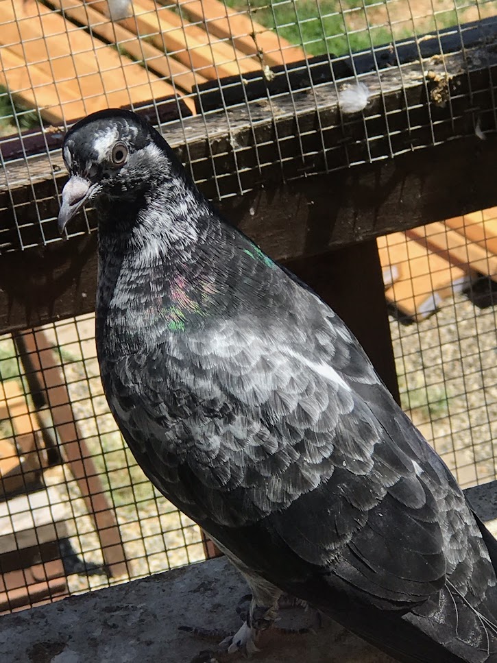 New to Walnut Creek, CA? No problem, Briard's Pigeons is here to help you with your pigeon breeder needs! briardspigeons.com #PigeonBreederWalnutCreek #BirminghamRollerPigeonBreeder #BirminghamRollerPigeonsForSale