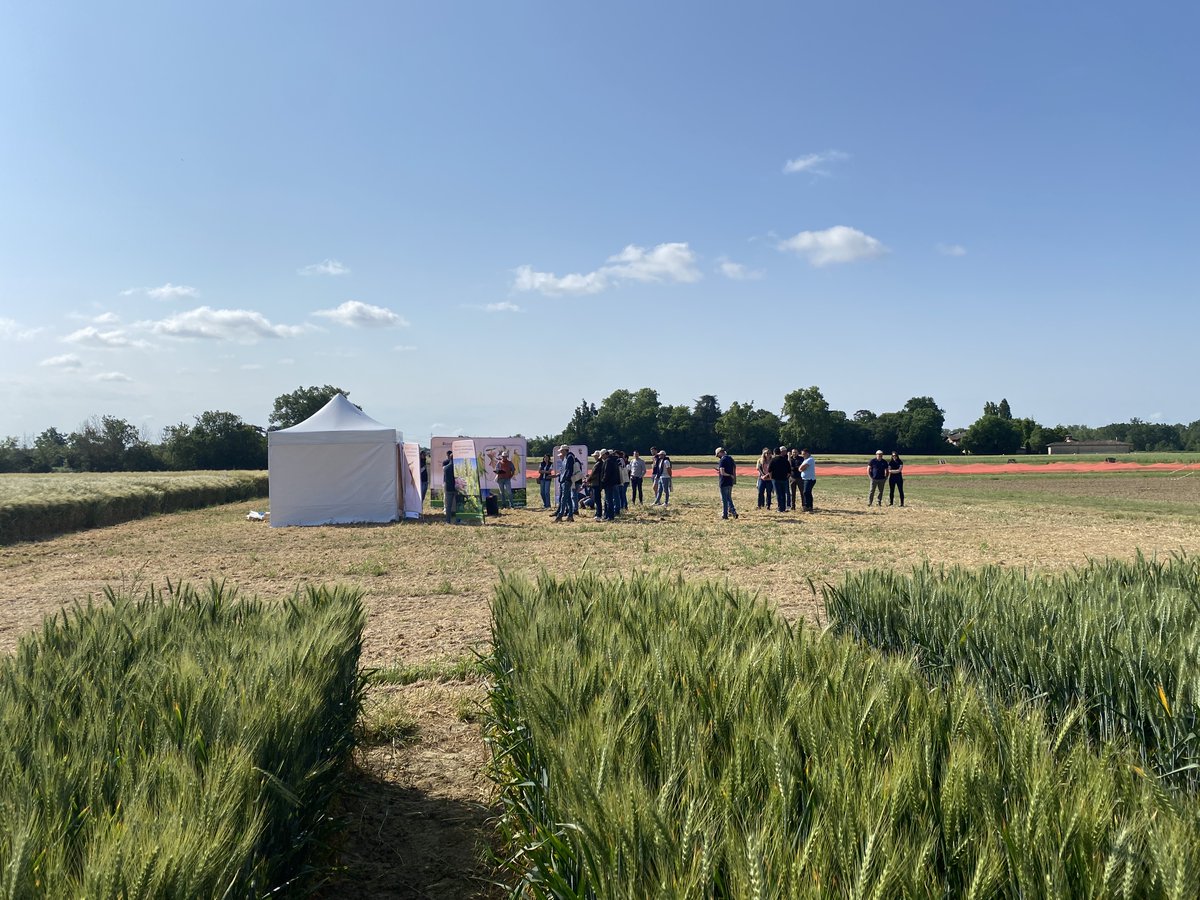 ✅ dans le Tarn-et-Garonne, avec les #InnodaysAuxChamps pour présenter nos #innovations en protection des plantes, #digital, #biosolutions et bonnes pratiques ! 
✅dans la région Centre sur une plateforme d'essais #orgeshybrides

🔈Un avant goût de juin #AgricultureDurable