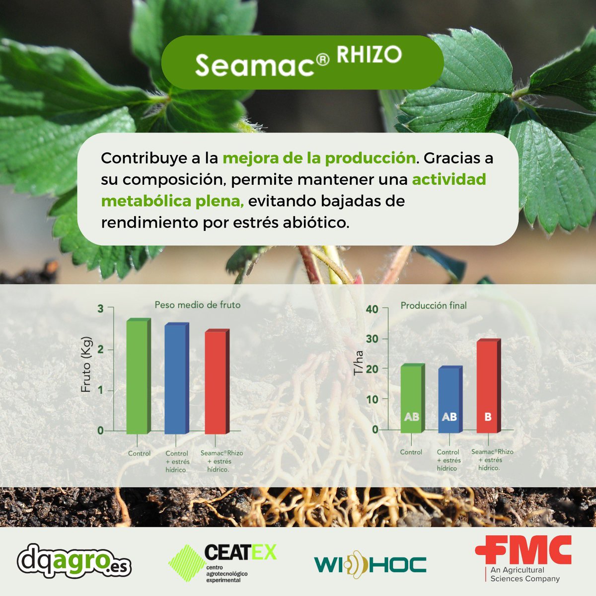 ¿Sabías qué...? 🔎

Seamac Rhizo 🌱ayuda a aliviar los problemas que afectan a la producción agrícola mediante:

👉🏻 La mejora de la producción y la calidad.
👉🏻 La mejora de la capacidad en la absorción de nutrientes.