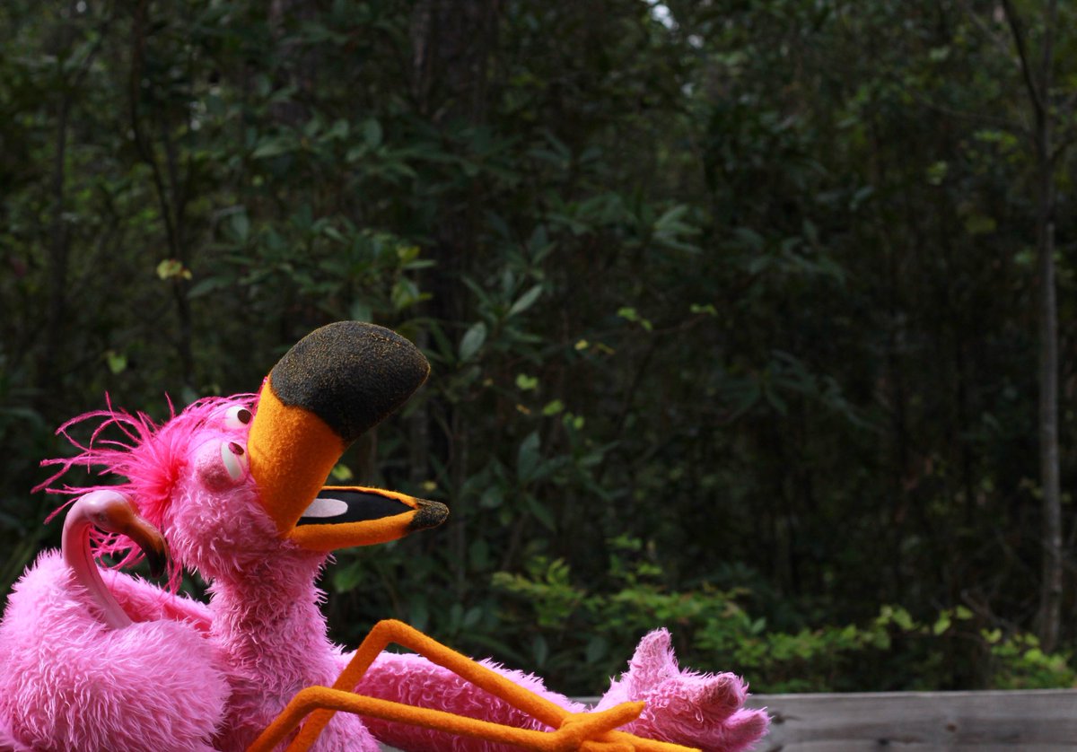 BirdCallRadio's tweet photo. Bingo and Fickle enjoying the outdoors. 🦩 ☀️
#birdcall #birdcallradio #birds #flamingo #flamingle #flamingos #plasticflamingo #love #pink #outdoors #fun #nature #sun #relax #followus #follow https://t.co/PGfBwjj03L