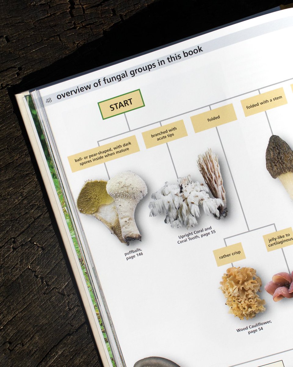 PrincetonNature's tweet photo. Celebrate #ForagingFriday with 50% off Edible Fungi of Britain and Northern Europe! Use code MAY50 and learn how to identify, collect, and prepare these mushrooms. https://t.co/XMZNVUa08Y
#FungiFriday #TwitterNatureCommunity https://t.co/AXMDWc1aTD