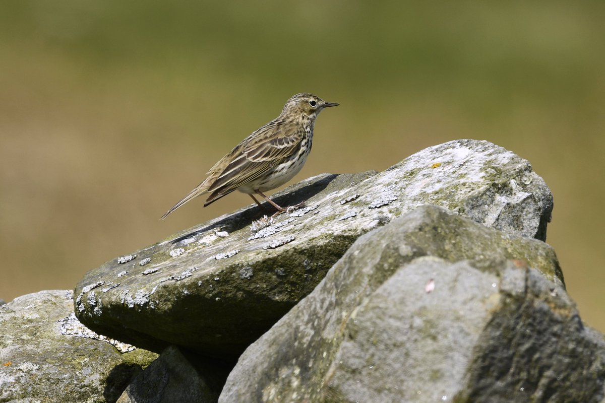 A #MeadowPipit on a dry stone wall in the North York Moors National Park. 

#PipitFamily #TwitterNatureCommunity #birdphotography #nature #birds #BirdsofTwitter #birdtwitter
