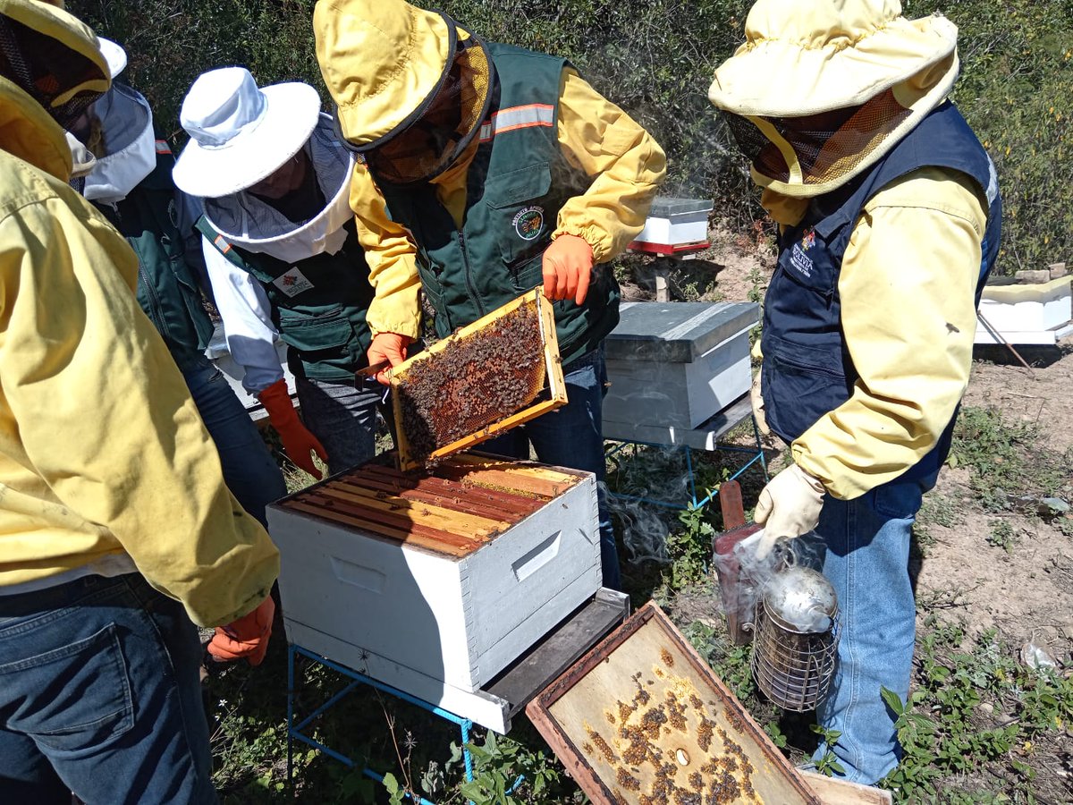 SenasagBolivia's tweet photo. #Cochabamba
💯⚙️SENASAG, a través Proyecto #Apícola, organización de productores Apícolas, realiza vigilancia sanitaria, seguimiento, monitoreo y toma de muestras de plagas y enfermedades que afectan a las abejas en los municipios de: #Morochata, #Pojo, #Colomi y #Mizque. https://t.co/xngnnr2YWF