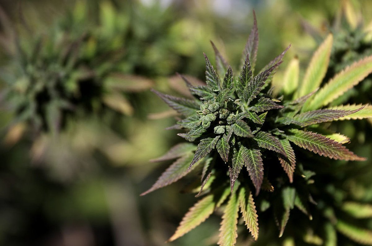Gianforte signs new Montana marijuana regulations into law

ktvh.com/news/68th-sess… #MME #marijuana #cannabis #Montana