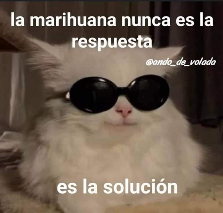 BreakinGatos's tweet photo. Respuesta https://t.co/EmNebsIWZq