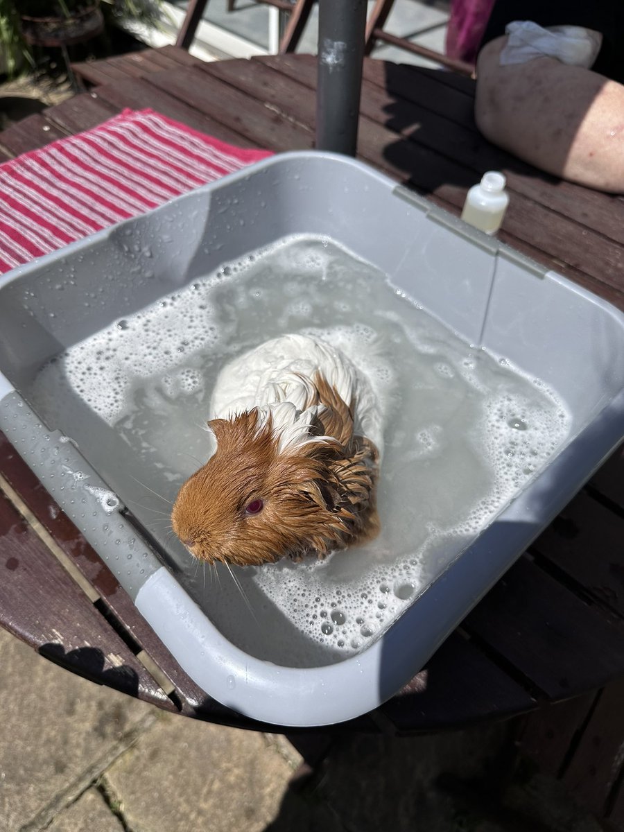 sometimeredhead's tweet photo. First bath today for the girls as it was a lovely sunny day to dry off in the playpen after. Ginny seemed to quite like her bath. Maybe it was the @gorgeousguineasuk Posh and Go shampoo?! #GuineaPig #Piggy #Porkette #Bath #BathTime #Sunshine #Cavies #FirstBath https://t.co/uYfrdVOJ9z
