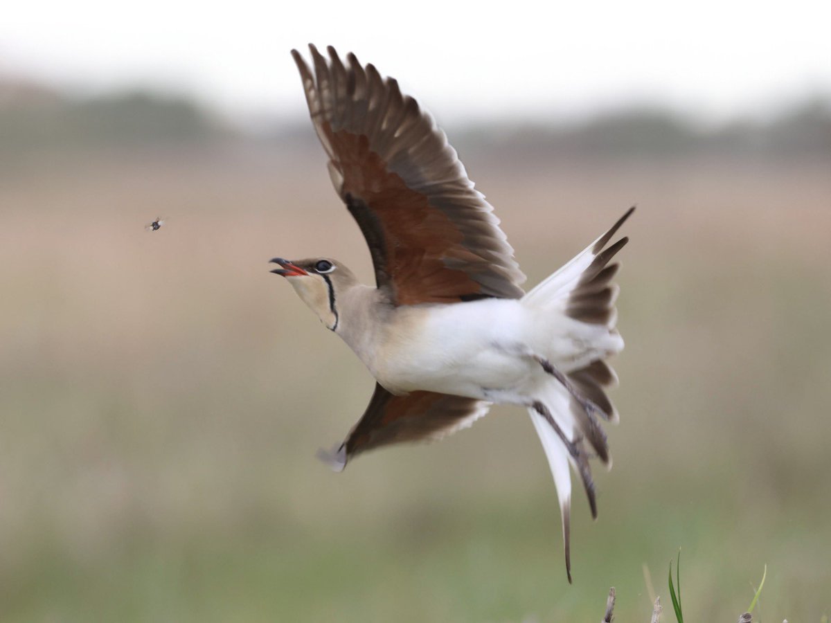 Şimdiye kadar gördüğüm en başarılı yapay zeka uygulamalarından birini Adobe yapmış. Photoshop’un beta versiyonundaki yapay zeka, kadrajdan kaçırdığım kuşu muhteşem bir şekilde tamamladı. (Sahne arkası
youtu.be/xd5AabaVCC4)
