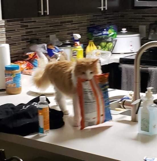 Dont Show Your Cat tweet media