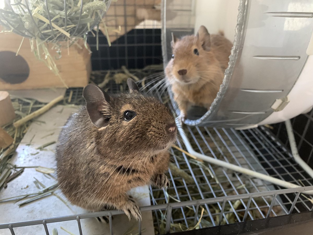 youkylovesdegu's tweet photo. デグー 本第二弾「デグデグ日和」は6月上旬発売予定です。　#デグー　 #degu #octodon #smallanimal #ドリィとテリィ 
#amazonkindle #makingbooks https://t.co/kiq115NcHc