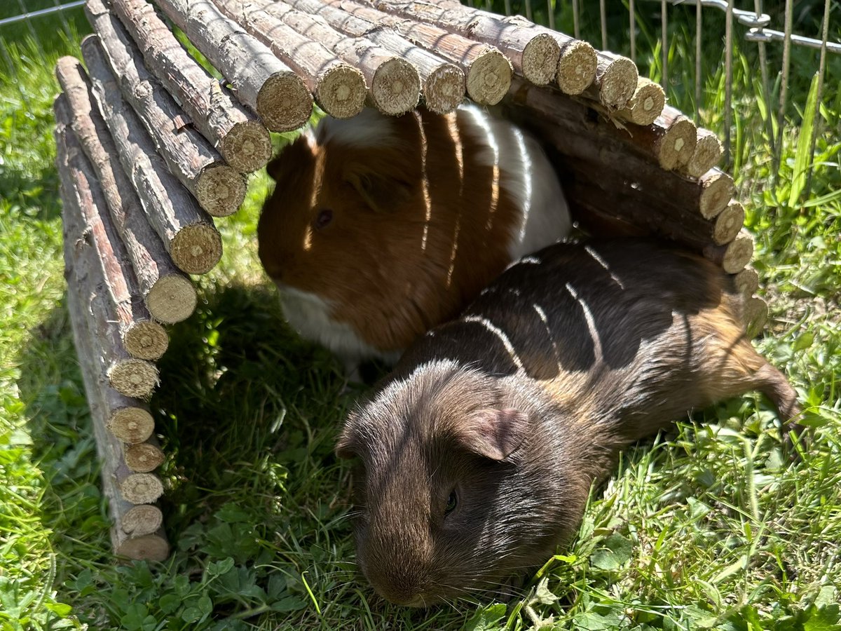 sometimeredhead's tweet photo. Robyn really enjoyed sunbathing today! #GuineaPig #Piggy #Porkette #SunBathing #SunBather #Sunshine #Cavies #Sun #Grass2023 #LogClub #LogClubBridge https://t.co/tfyJ9k28b8