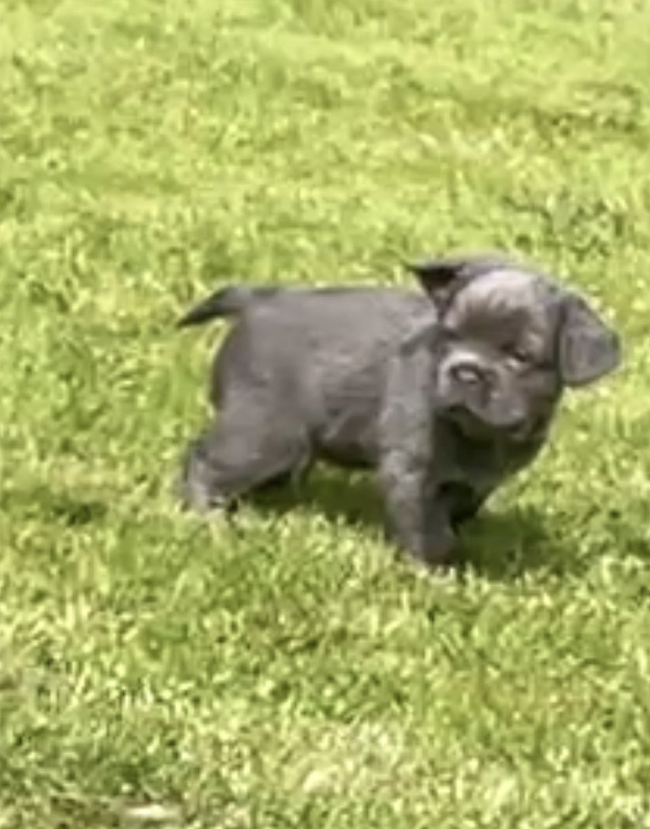 Arron Carson tweet media