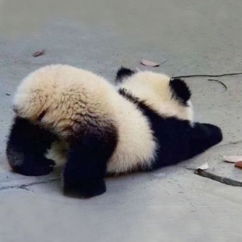 Happy birthday to คนโปรด โตขึ้นอีกปีแล้วไม่ดื้อไม่ซนนะ ไม่งอแงด้วยเป็นเด็กดีของพ่อแม่ ได้กินแต่ของอร่อยเจอแต่คนที่ใจดีกับคนโปรด เป็นแพนดื้อที่น่ารักแบบนี้ตลอดไป