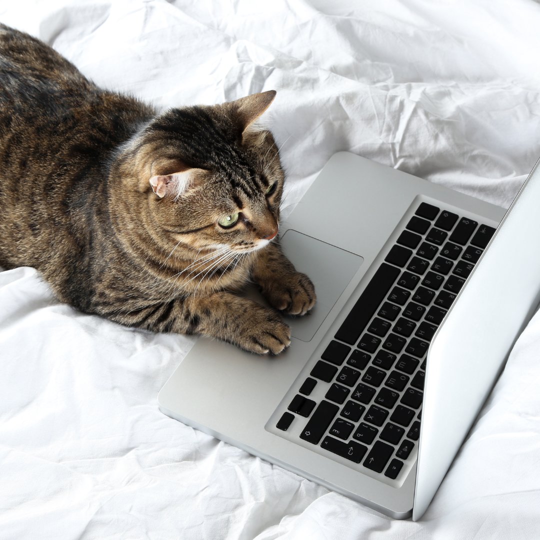 Myroncorpcanada's tweet photo. TGIF. We made it through another week of hard work...with a little help from our four-legged coworkers, of course. 🐈🐕 

Here's to the long weekend! https://t.co/nPZSew4KH2
