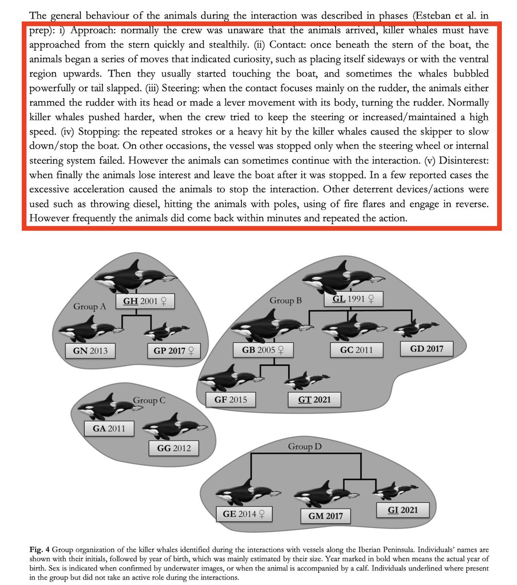 #TeamOrca sounds pretty organized in how they target sailboats.

archive.iwc.int/pages/view.php…