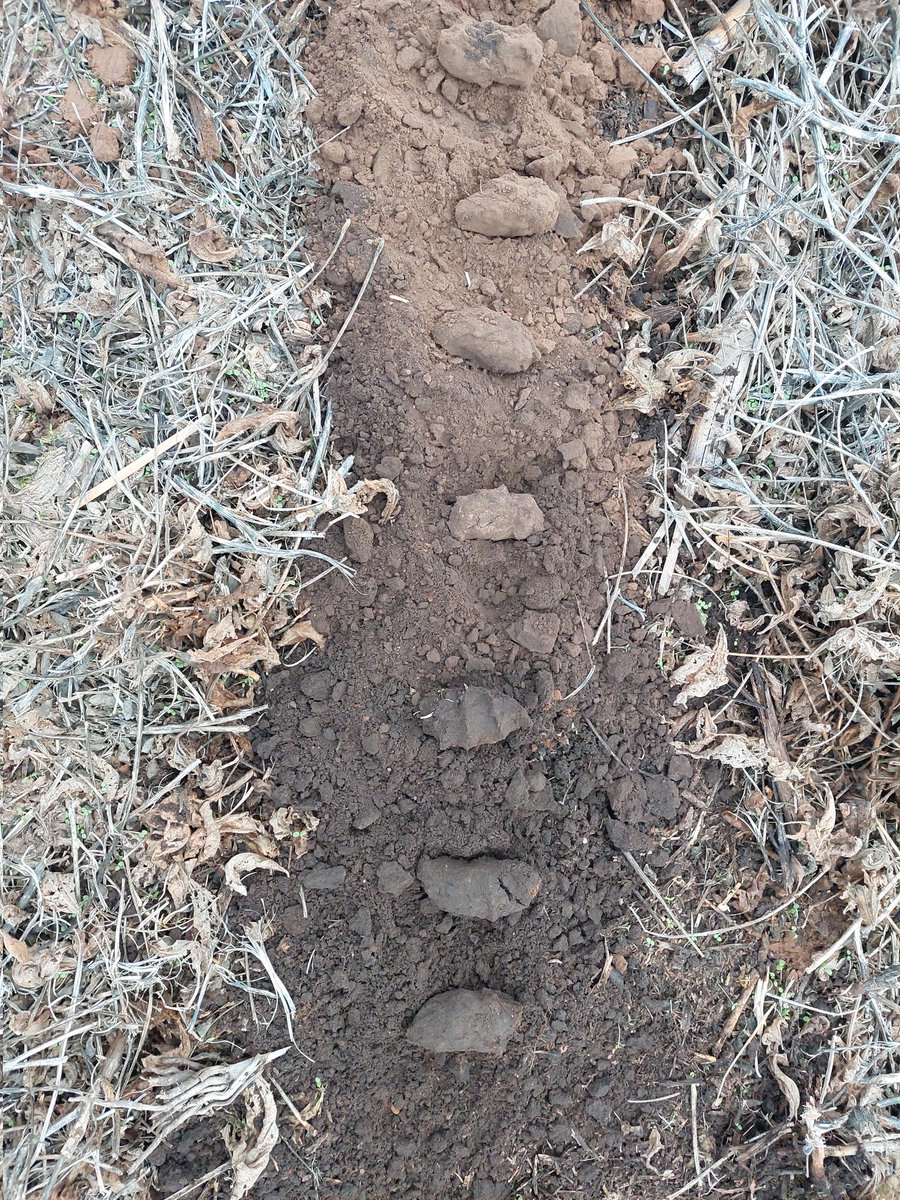 Este lote lo medimos Ayer después de #Lluvias del martes.. 1,7 mt de perfil húmedo con 50% Almacenaje (85mm) #Siembra #Trigo en perfil del suelo se ve como se forma masa compacta cada 10 cm.