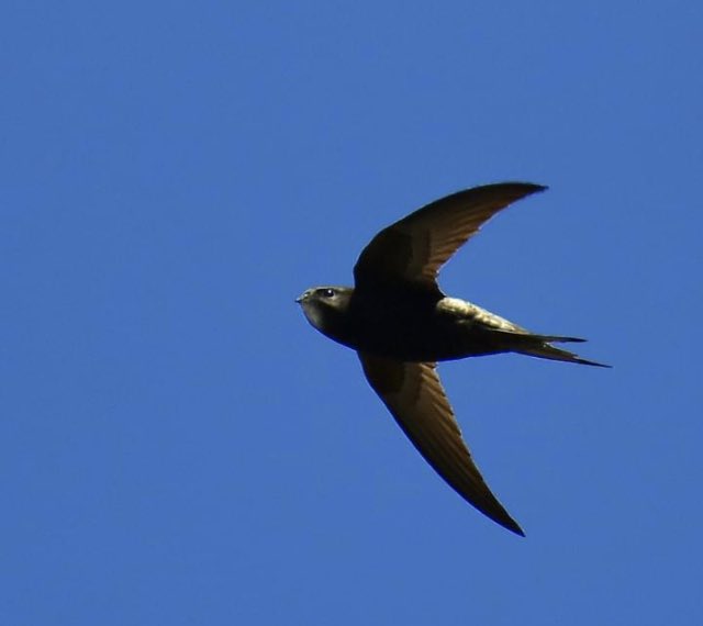 silkywatcher's tweet photo. Another one of my Swift images from this beautiful morning. @BBCSpringwatch @BBCCountryfile @bbcwildlifemag @Natures_Voice @RSPBEngland @WildlifeInTheUK @lovegardenbirds @HedgeBuddies https://t.co/hLHr6oEsTL