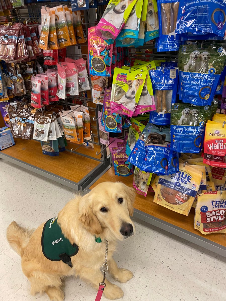 Ruffles is sniffing out some snacks for this Memorial Day weekend! Our SDs are trained to provide vital assistance, from retrieving dropped items to navigating crowded aisles. #ecadservicedogs #memorialdayweekend #servicedogsintraining #workingdogs #journeytoindependence