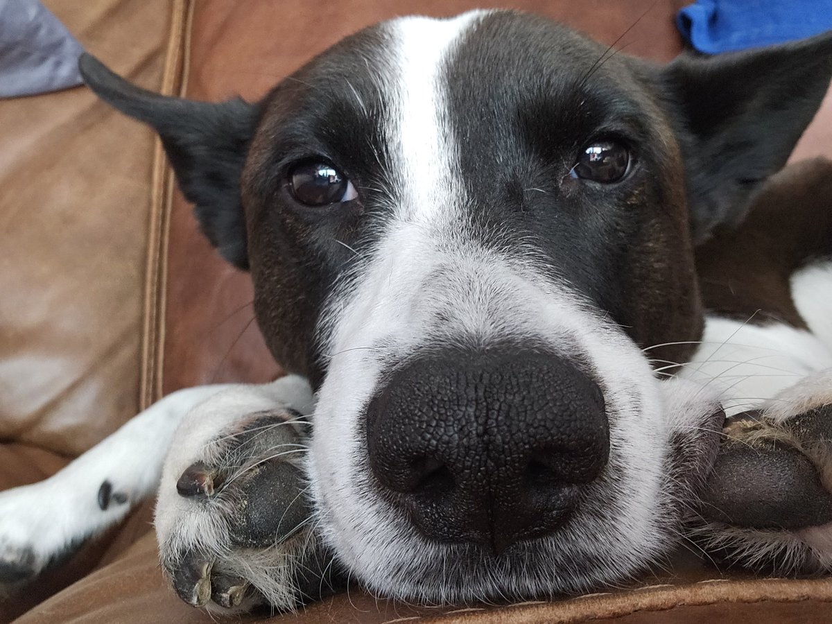 Ellie up close