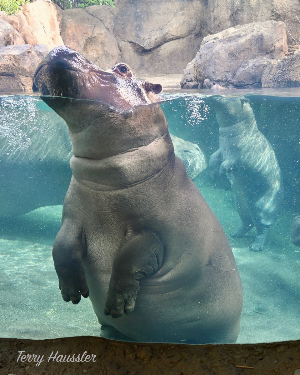 Cincinnati Zoo on Twitter "Fiona and the hippos at Hippo Cove have
