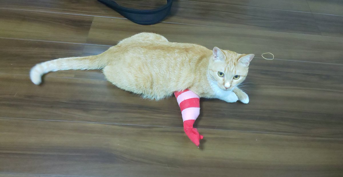 海老殿腹の下に敷くのマイブームらしい