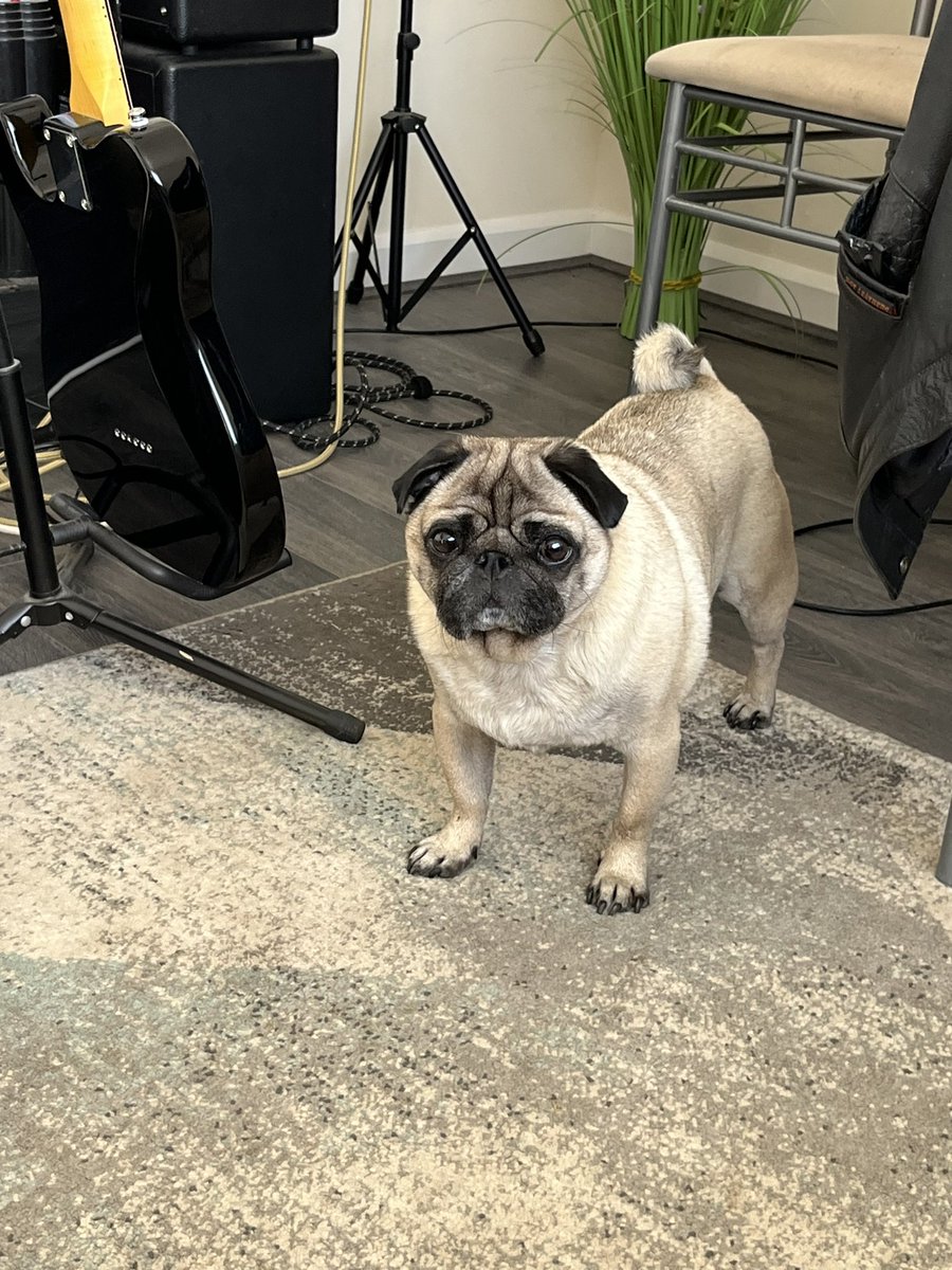 Brigadier ( the nut job )and Ernie his new bro. (@PugBrigadier) on Twitter photo 2023-05-26 16:10:26 Mummy says I’m bootiful as they say in Suffolk. I’m out of jail now brigs is sulking in the garden #pugdog #puglife #Pugsoftwitter #DogsofTwittter Mummy says I’m bootiful as they say in Suffolk. I’m out of jail now brigs is sulking in the garden #pugdog #puglife #Pugsoftwitter #DogsofTwittter