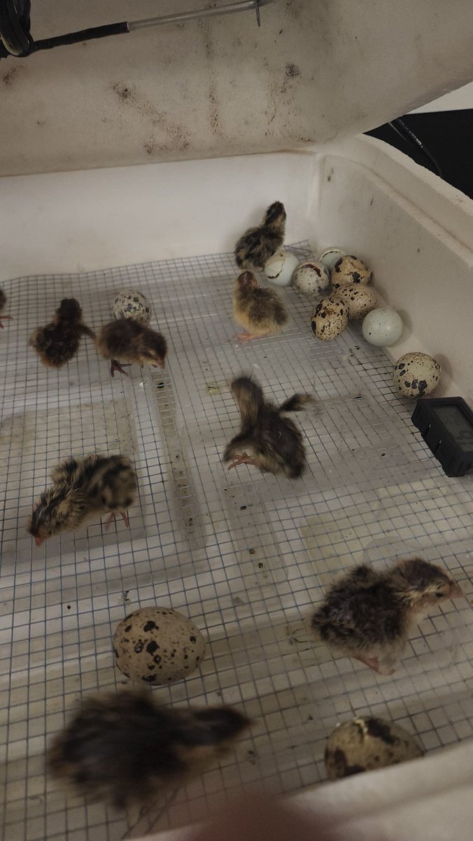 Regina Delzer (@mrs_zimmerman) on Twitter photo Baby quail have hatched! Signals the end of the SY! Just a few more weeks!
<a href="/graftonms/">GMS Clippers</a> <a href="/CSwansonAP/">Christine Swanson</a> <a href="/TiannaSAnthony/">Tianna Anthony</a> @cgonzalezvega Baby quail have hatched! Signals the end of the SY! Just a few more weeks!
<a href="/graftonms/">GMS Clippers</a> <a href="/CSwansonAP/">Christine Swanson</a> <a href="/TiannaSAnthony/">Tianna Anthony</a> @cgonzalezvega