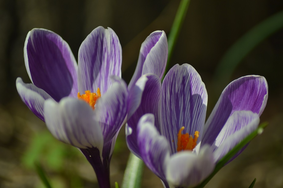 #FleurisTonFil
Un crocus violet de printemps, très belle fleur de plante à bulbe
#photographie #photography