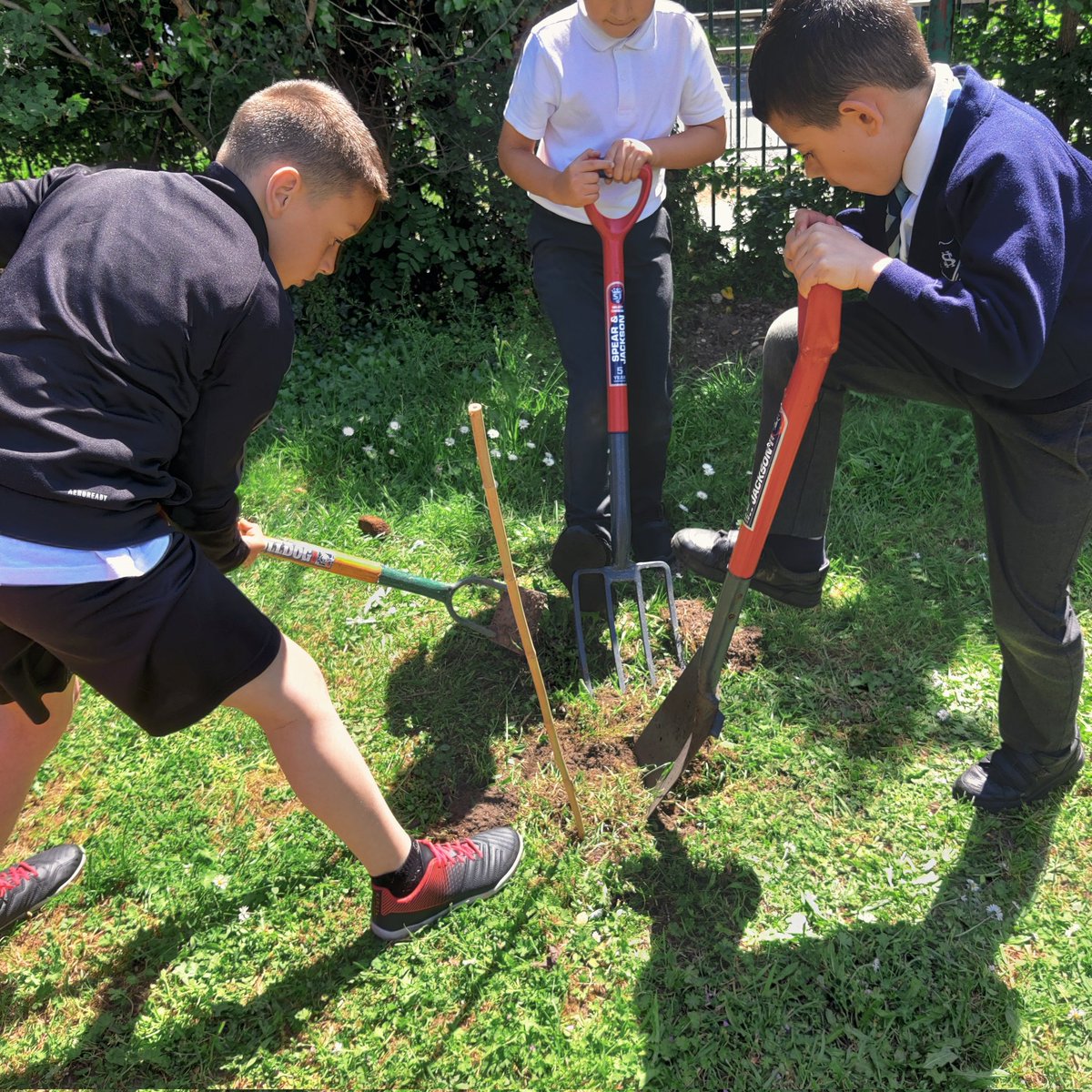 Year3Somers's tweet photo. Today, to finish our science topic, the children had the opportunity to show off their inner Alan Titchmarsh and plant some trees. They did a great job and we are looking forward to them all growing in the near future. #handsonlearning https://t.co/tS4xdAVDn5