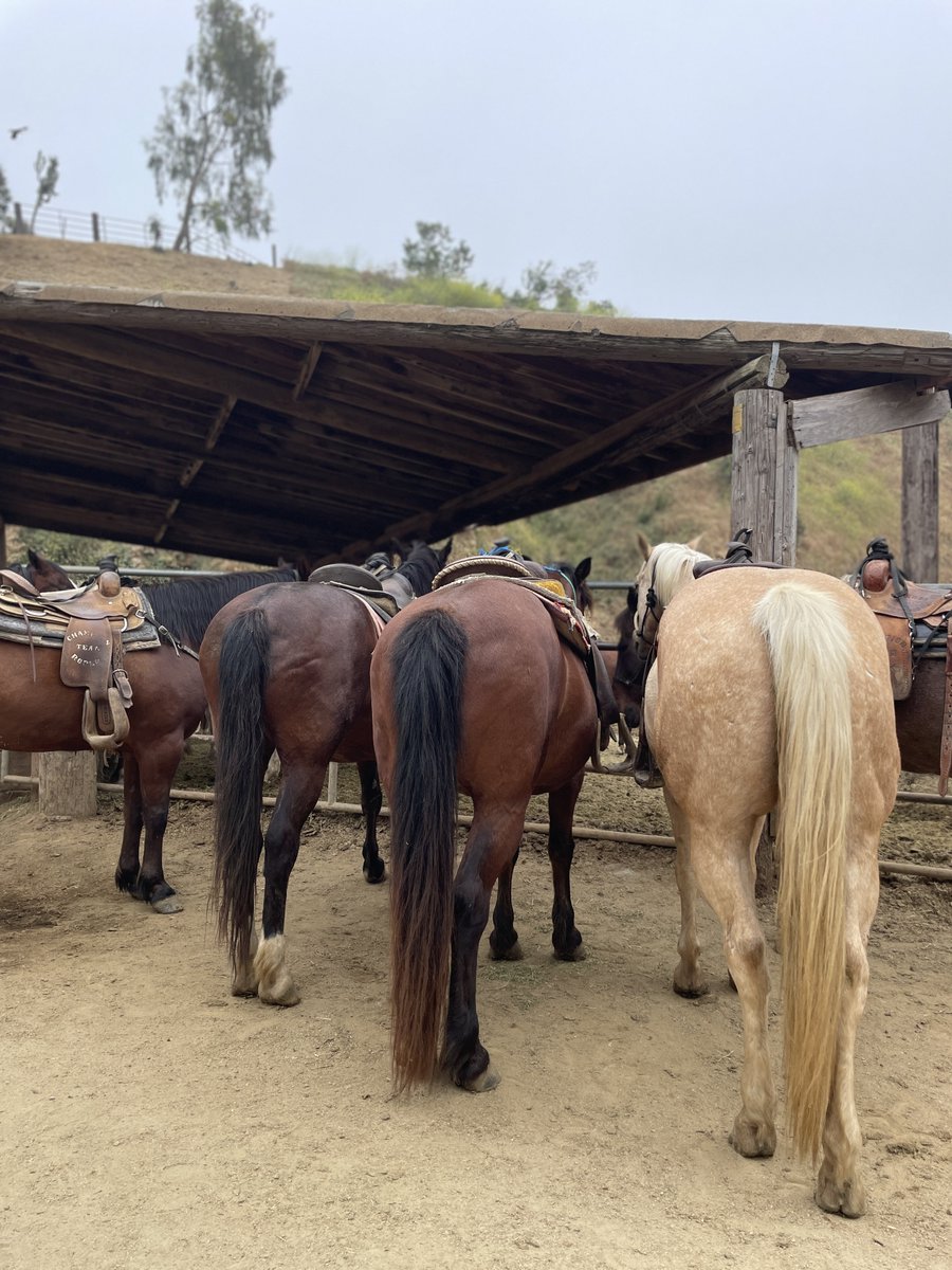 SunsetRanchLA's tweet image. TGIF! We are so excited about the long weekend! Who is ready to ride! Sunsetranchhollywood.com 
#sunsetranchhollywood #summerlife #summerview #holidayweekend