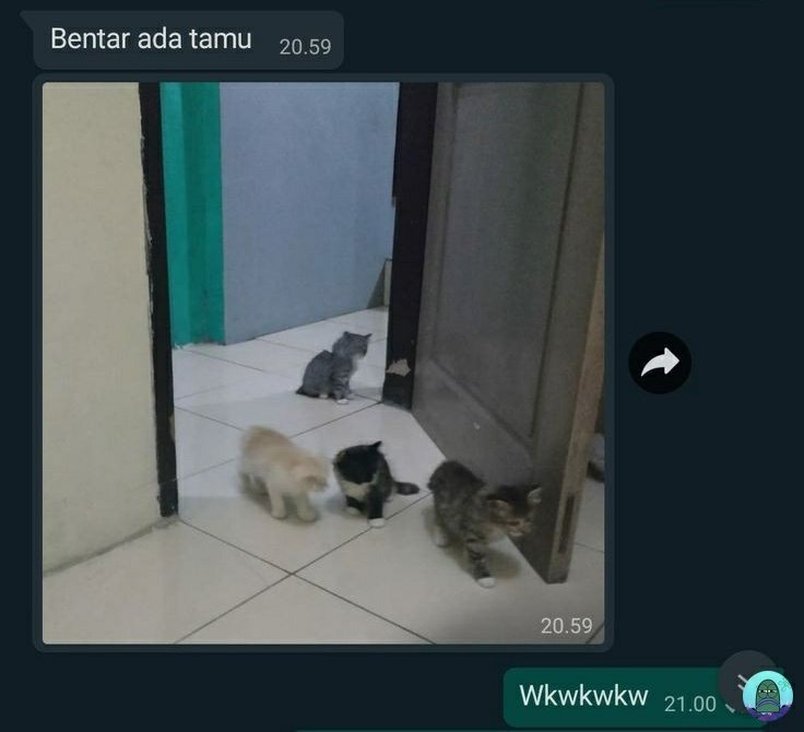 kochengfs's tweet photo. kalian kalo lagi di kamar trs pintunya terbuka, adakah gerombolan tamu yang tiba-tiba masuk juga?😀 🐈‍⬛ cr: base sebelah https://t.co/OyVaOewKbY