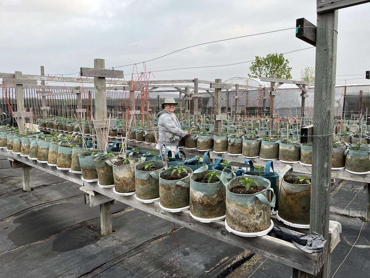 240 Roma tomatoes, 160 peppers, and 400 onions.  All were planted in our root pouch containers by mom in a few hours.

Hello salsa! 

#local #localfood