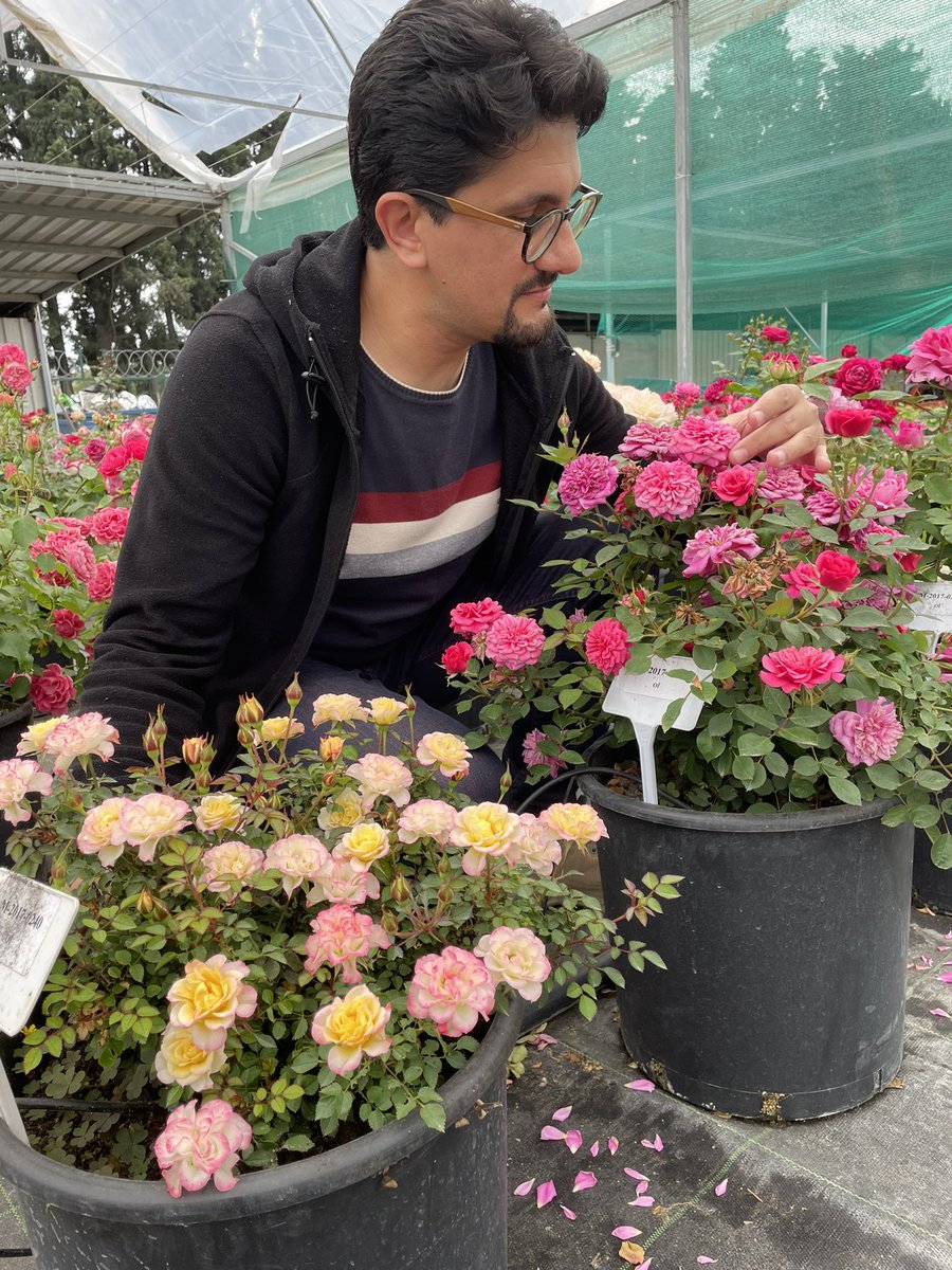burakaslansoy's tweet photo. elde edilen çeşit adaylarında #seleksiyon çalışmalarına devam 🌹💫[NOT: Çeşitlerin tescil aşaması devam ettiği için şu an satışları yapılamamaktadır❗️] #rosa #gülıslahı #rosebreeding #ornamentalplants #May #mayıs #behappy #goodday #photography #smallblogger #yalova #türkiye (2/2) https://t.co/ckfmXEZkhJ