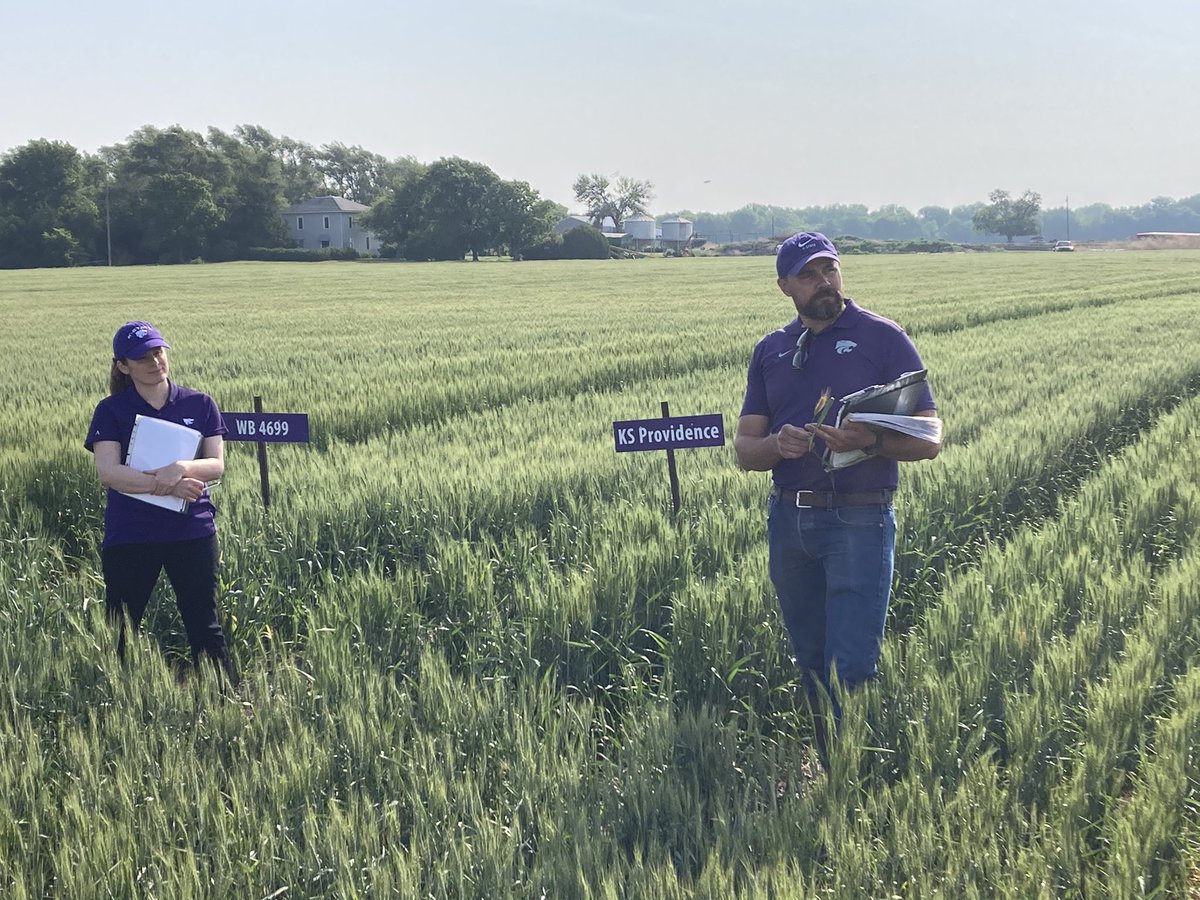 Nice morning for our local @KStateRE wheat plot tour - featuring <a href="/KSUWheatDisease/">KSU Wheat Pathology</a> and the rockstar of wheat, <a href="/KSUWheat/">Romulo Lollato</a>. I’m looking forward to planting some KS Providence this fall. <a href="/KsWheatAlliance/">KS Wheat Alliance</a> <a href="/KStateAgron/">K-State Agronomy</a> <a href="/KansasWheat/">KansasWheat</a>
