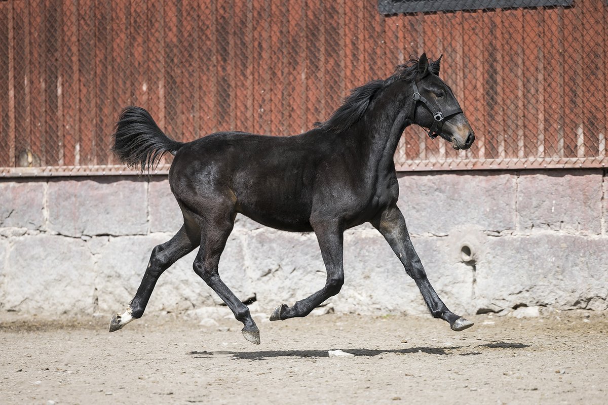 Ny toppstammad andelshäst! Bli delägare hos <a href="/goopbjorn/">Björn Goop</a> Läs mer:  stallkenny.se/nyheter/ny-top…