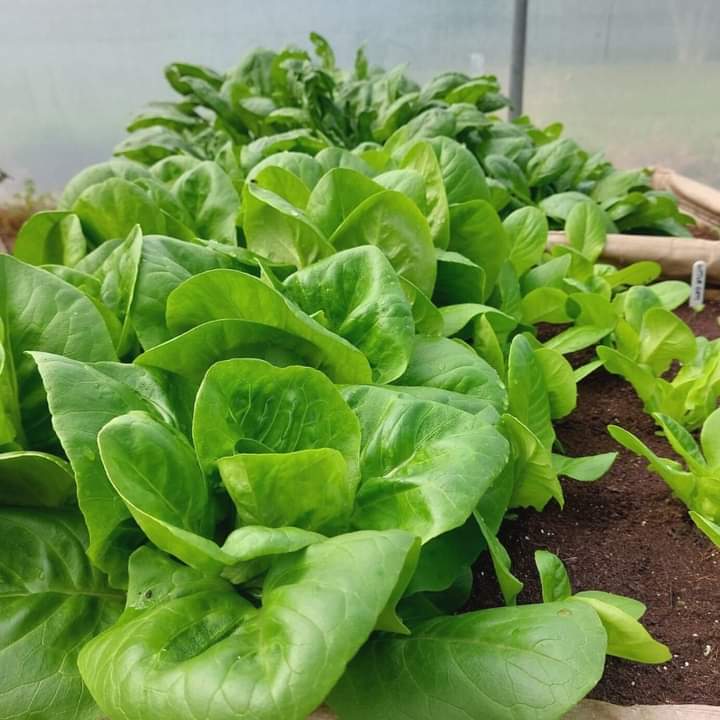 Fertilefibre's tweet photo. Our Original Organic Potting Compost is nutrient-rich to keeping plants growing. This peat-free potting compost encourages strong, vigorous, healthy and sustainable growth. 🍅🥒🫑🌱
Have you tried it yet?!
#peatfree #pottingmix #FertileFibre #growbetter https://t.co/5ovruz5Ys8