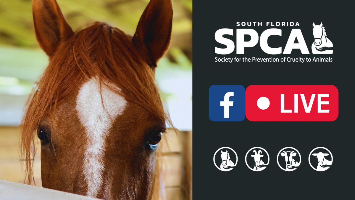 📡Join Us for Our Upcoming Facebook Live Event!
We have a surprise, and we can't wait to share it! This upcoming Tuesday, May 31st, we will host a special Facebook Live event to share this news with our wonderful South Florida SPCA Family.🐴🩷🩷🩷fb.me/e/3xHFlHl6E