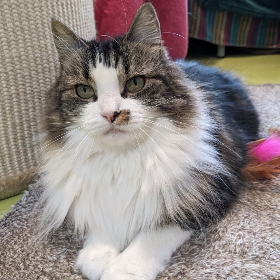 Kitty is a beautiful Ragdoll X girl. Kitty was quite shy when she arrived at CDCH, but her confidence is growing by the day. 😻

#foreverhome #cotsdogscats #rescuecat #cats #catsoftwitter #rescuecatsoftwitter #rescuebestbreed #adoptdontshop #adoptable #ragdoll