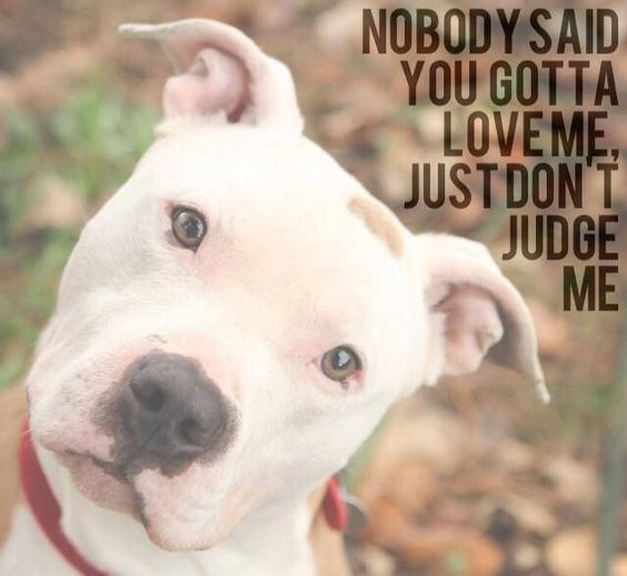 Judge not lest you be judged! It is the human who is at fault! For it is he who causes pain and suffering to the innocent! It is he who should be held responsible! It is he who you should pass judgment on! Fear not the dog fear the human! #endBSL