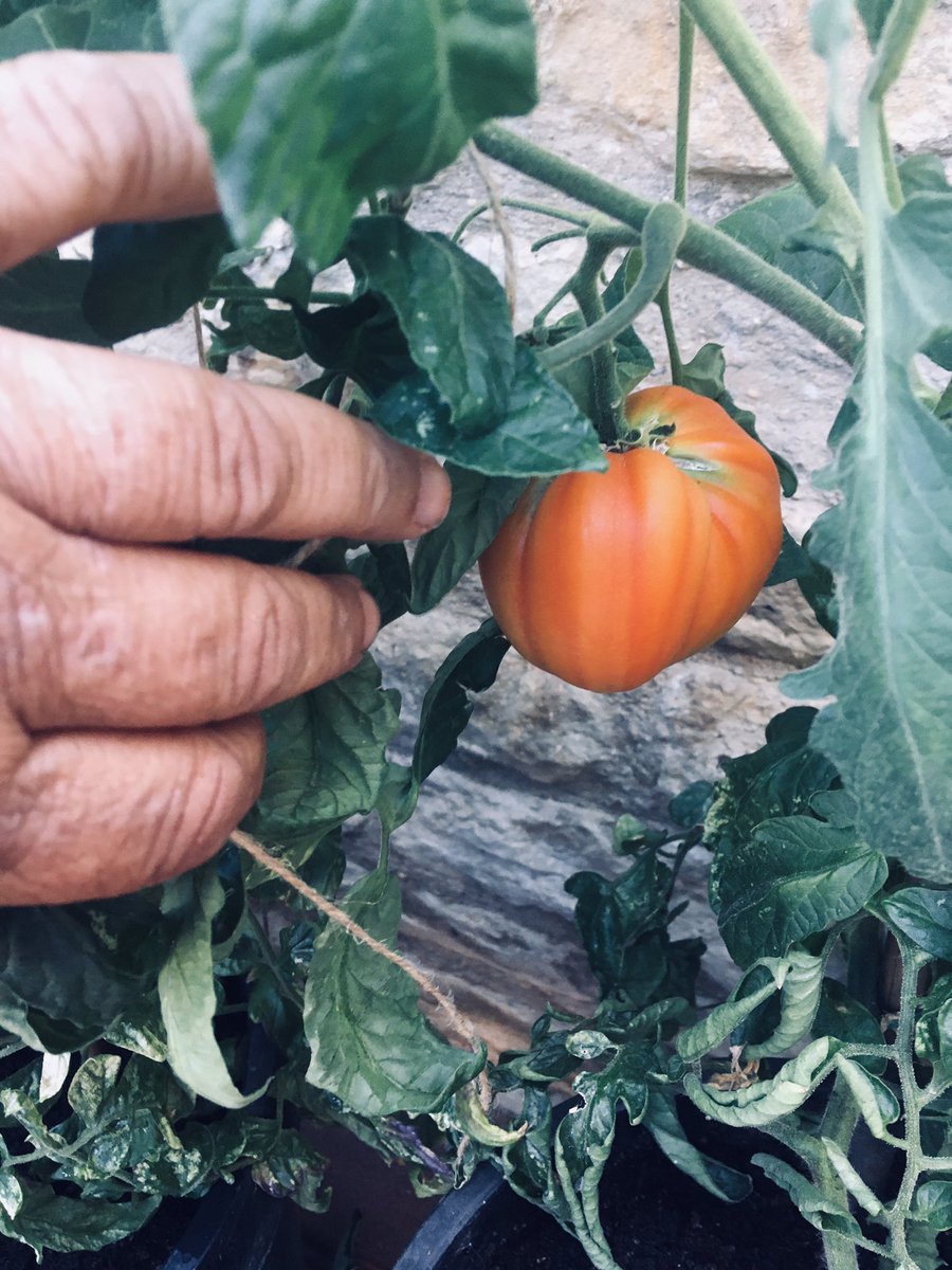 Look what’s hidden under these leaves #GardeningTwitter 🍅😮