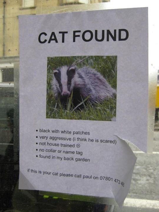 Is this your cat?

Cat found…if it’s yours give them a call!

#missingcat 
#missingcats 
#fridayfunday 
#fridayfunny 
#fridayfunnies