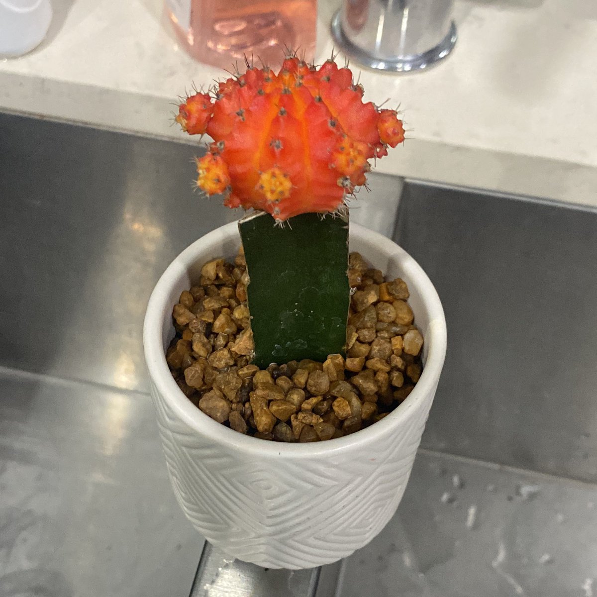 OMFG just accidentally fed my pet cactus 🌵 vodka Σ（・□・；）rising it with running water right now ಥ_ಥ