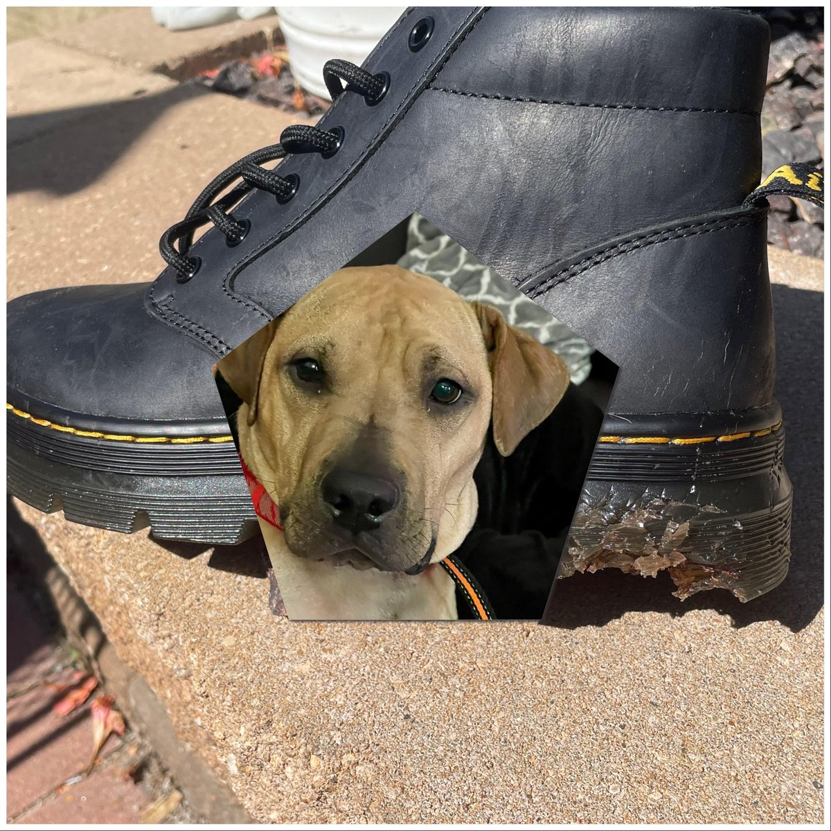 cornguy's tweet photo. After months wanting Dr. Martens I finally splurged. Before I even wore them my dog Ruby decided she really liked them too. Sadly, the PVC Air Cushioned Soles can't be repaired. Can you help a brother out and sell me a size 8 left boot? https://t.co/Wvu7QfvxzM