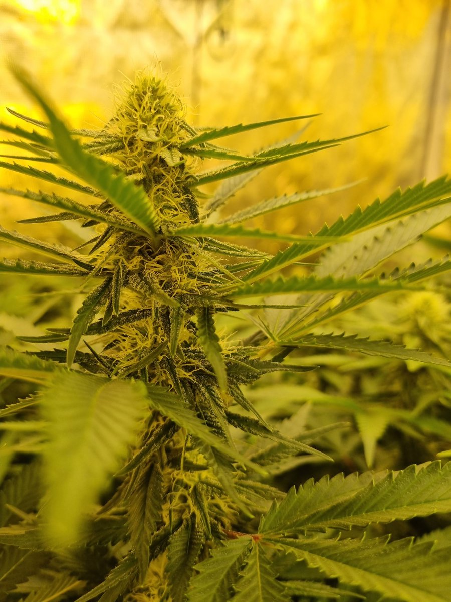 dafenz81's tweet photo. Just in the middle ae week three those tryces coming g in hot expect nothing bit the best get @worldweedseeds best in the biz https://t.co/uD1B2ZXSmC